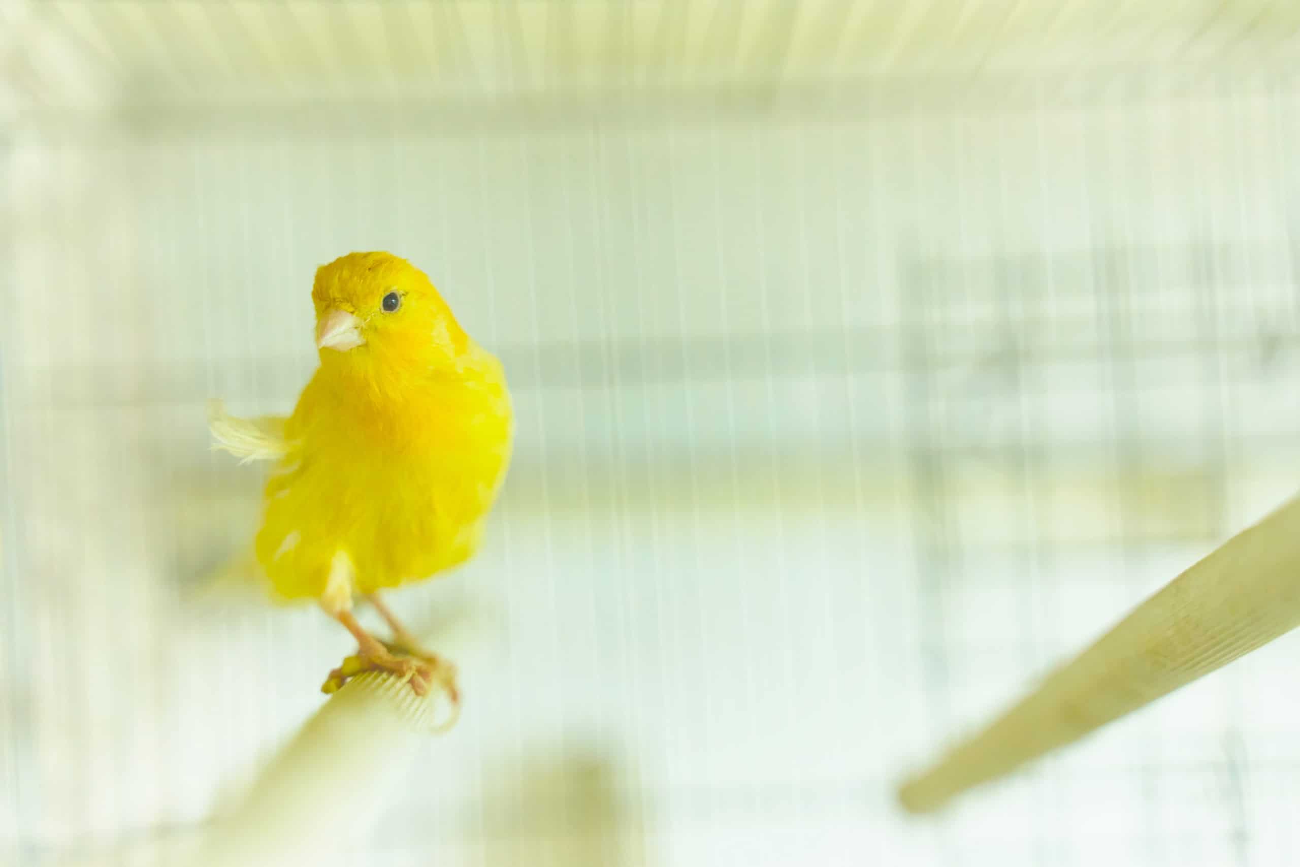 Hoe Oud Kan Jouw Kanarie Worden Als Je Er Goed Voor Zorgt - Huisdieren - Hoe Oud Kan Een Kanarie Worden