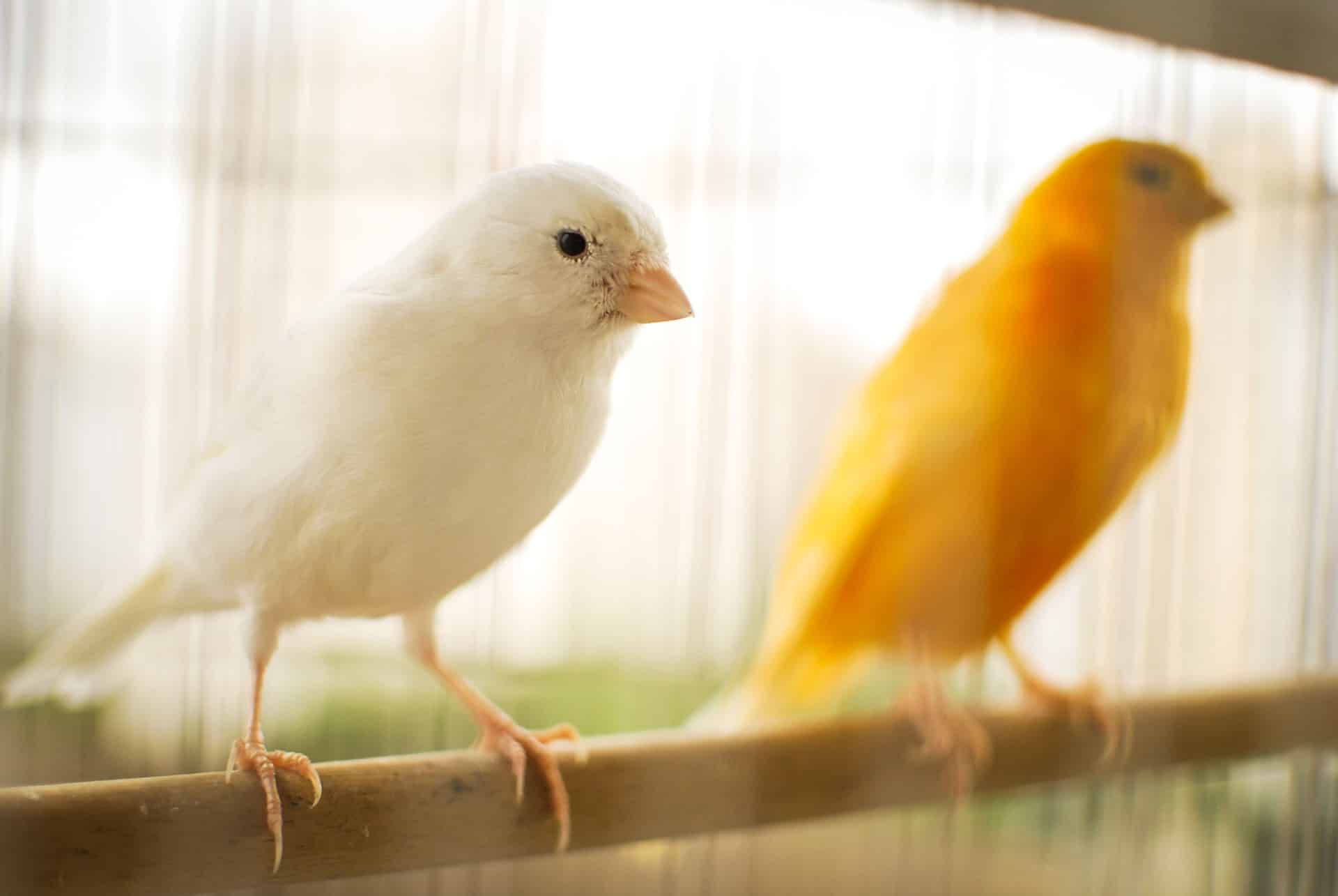 Hoe Oud Wordt Een Kanarie