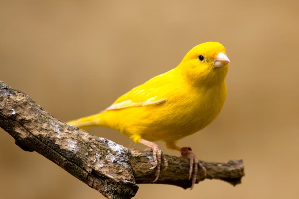 hoe oud wordt een kanarie - Hoe Oud Wordt Een Kanarie