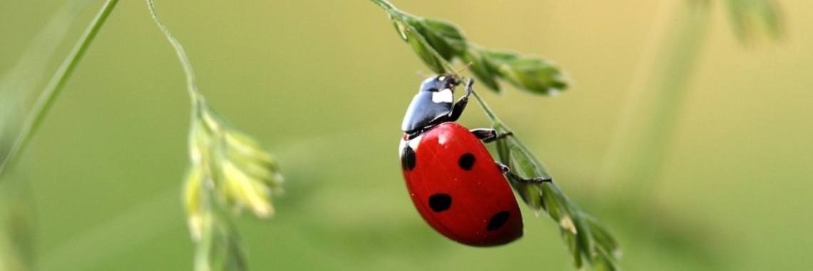 Hoe oud wordt een lieveheersbeestje? - Yoors - Hoe Oud Word Een Lieveheersbeestje