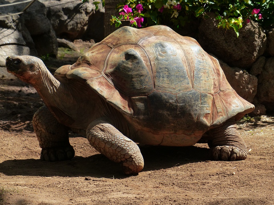 Hoe oud wordt een schildpad? - RuimBegrip.nl - Hoe Oud Wordt Een Pad