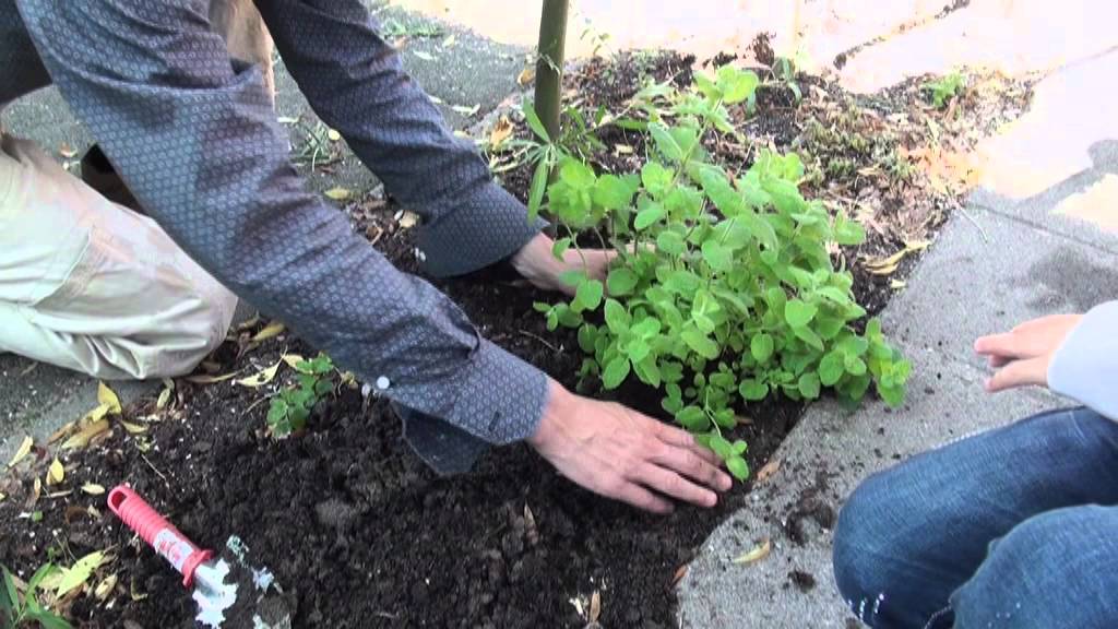 Hoe Plant Een Bacterie Zich Voort