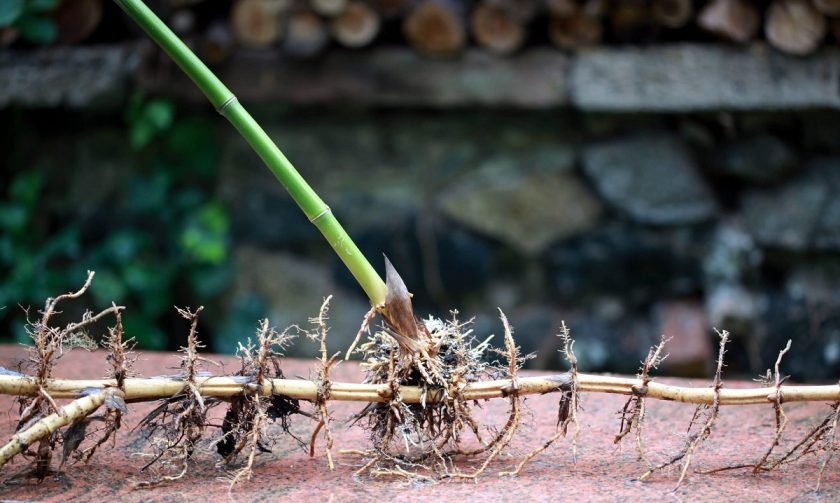 Hoe planten planten zich voort? - Hoe Planten Planten Zich Voort