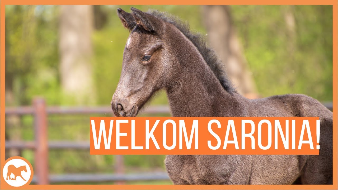 Hoe starten met een pasgeboren veulen? - YouTube - Hoe Heet Een Pasgeboren Paling 5 Letters