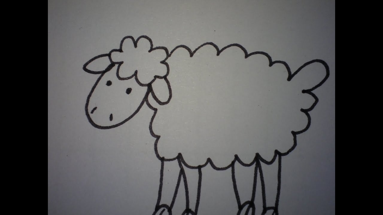 Schaap Met Zwarte Kop En Zwarte Poten