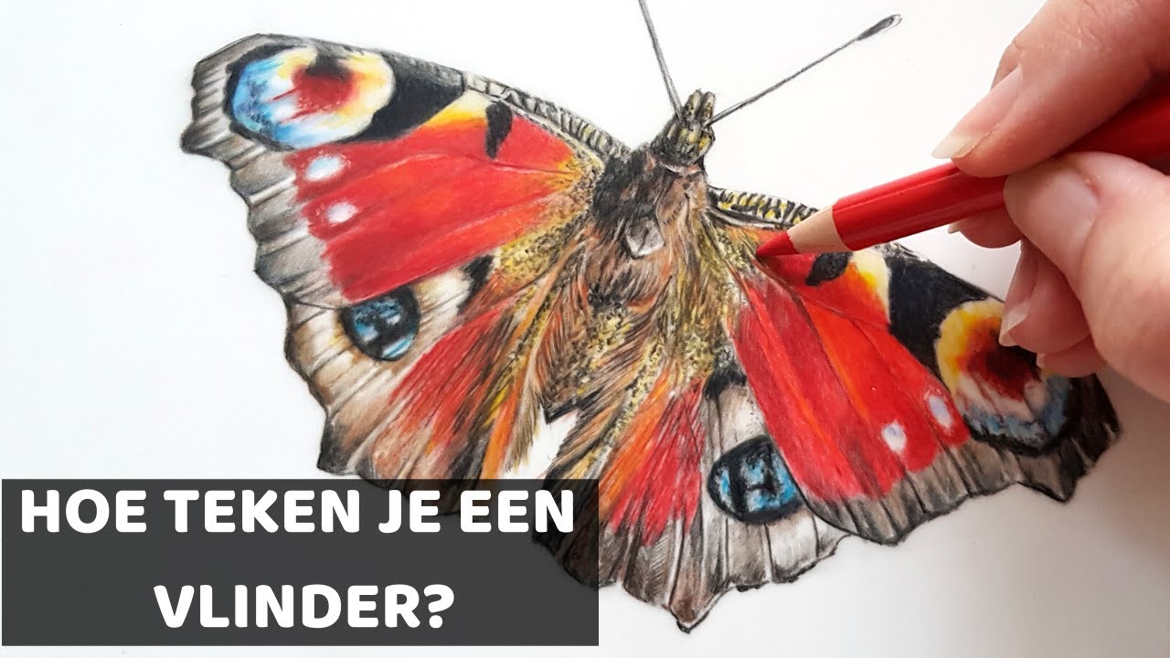 Hoe teken je een VLINDER met KLEURPOTLOOD? - YouTube - Betekenis Als Een Vlinder Op Je Gaat Zitten