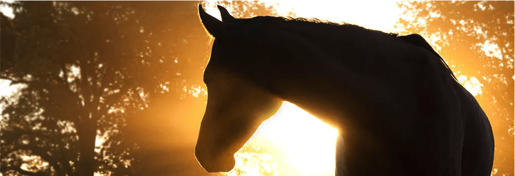 Hoe vaak moet een paard naar de hoefsmid? | MHS Ruitersport - Hoe Vaak Moet Een Paard Naar De Hoefsmid
