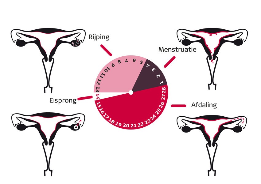 Hoe verloopt de menstruatiecyclus? | allesoverseks.be - van Sensoa - Onregelmatige Cyclus En Zwanger Worden
