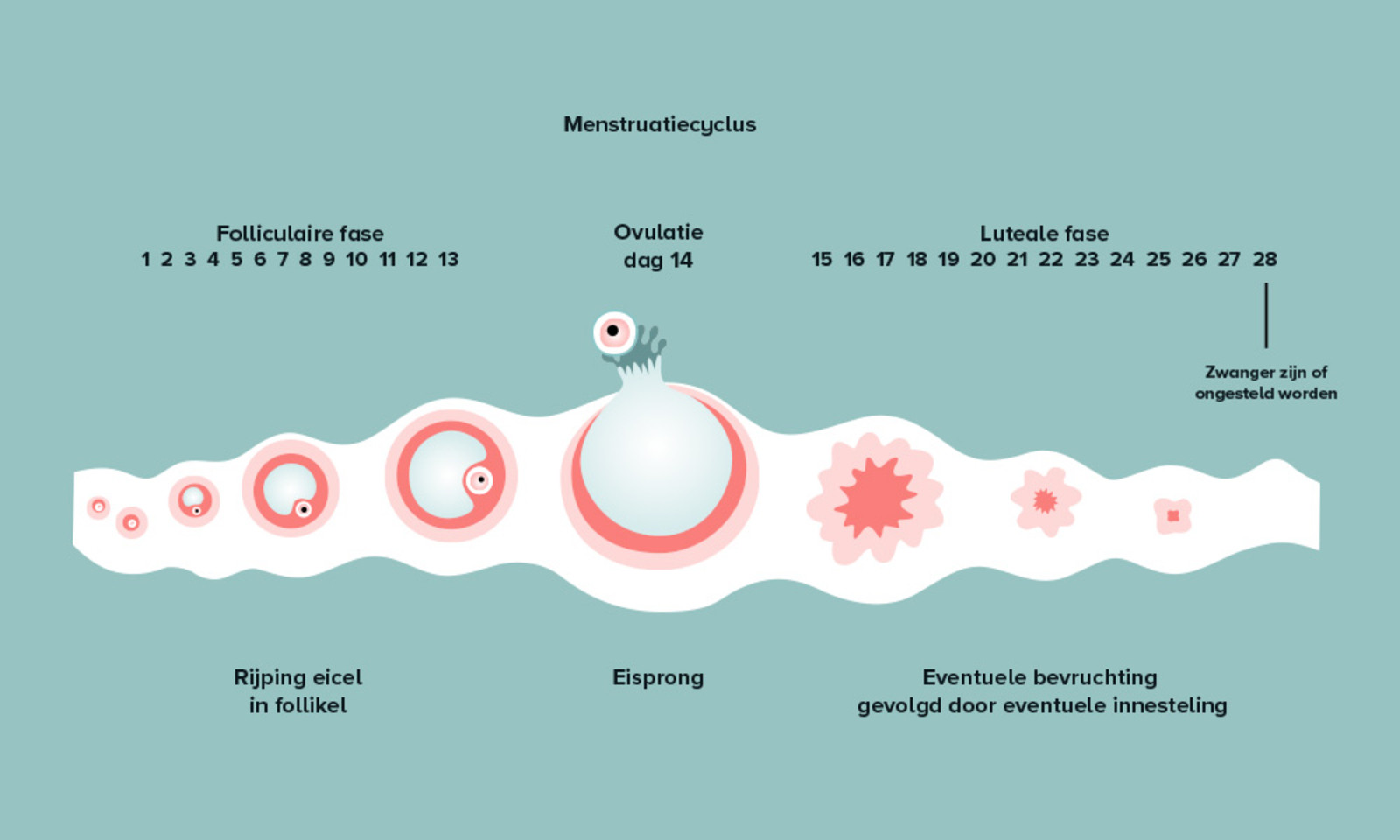 Hoe Vruchtbaar Ben Ik: Tips Voor Het Meten Van Jouw Vruchtbaarheid - Wanneer Is Het Week 43