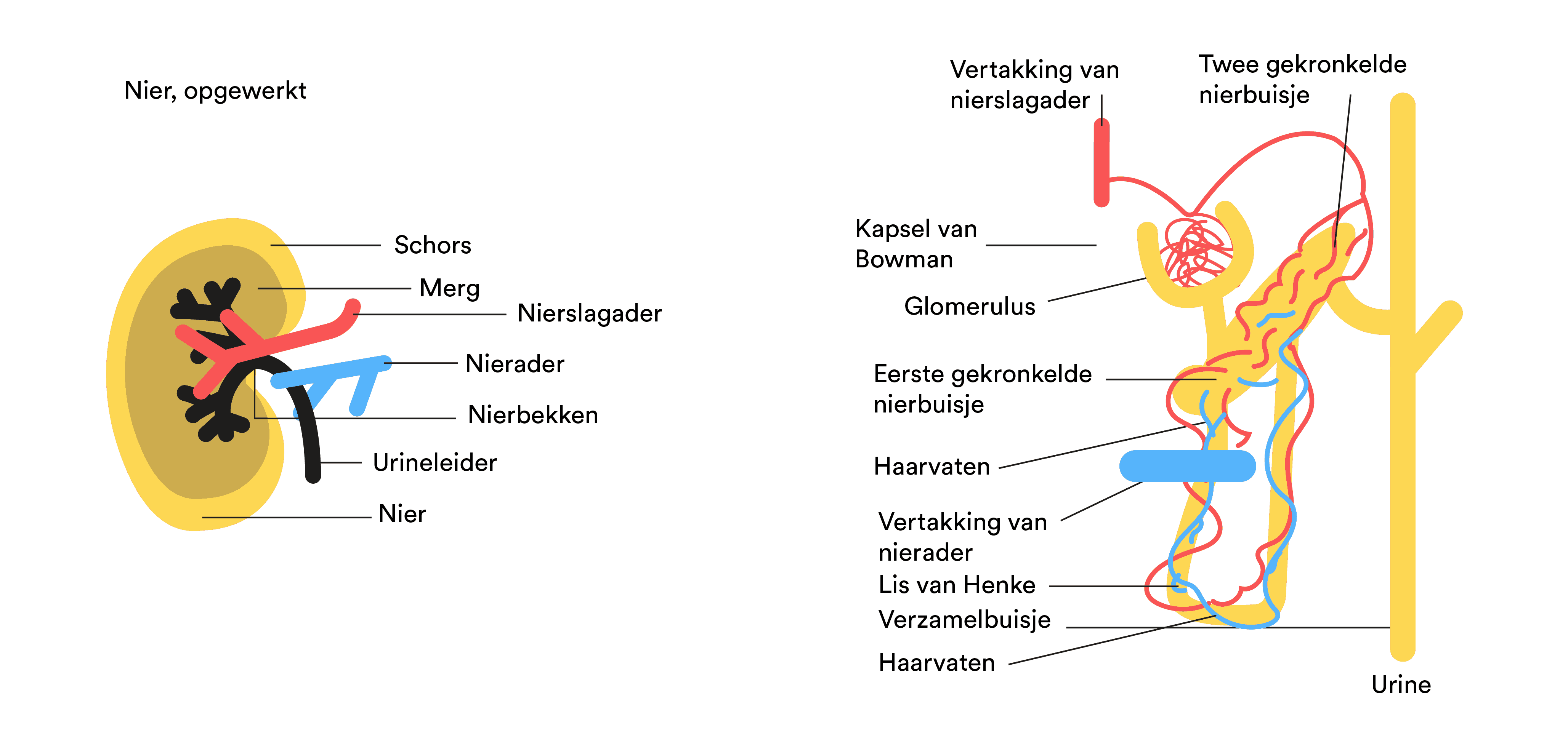 Welke Rol Spelen De Nieren Bij De Werking Van Medicijnen