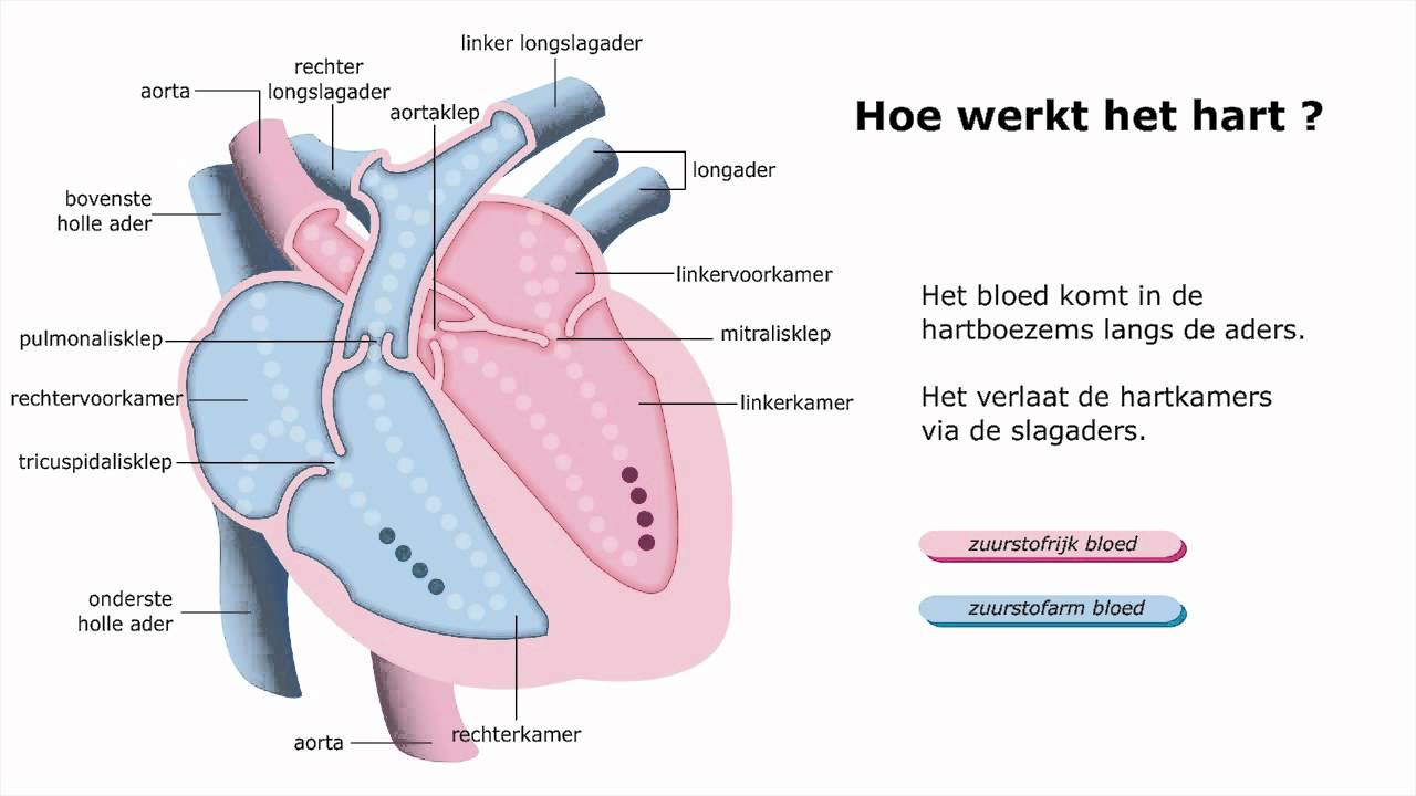Hoe werkt het hart ? - YouTube - Hoe Lang Zijn Al Je Bloedvaten Bij Elkaar