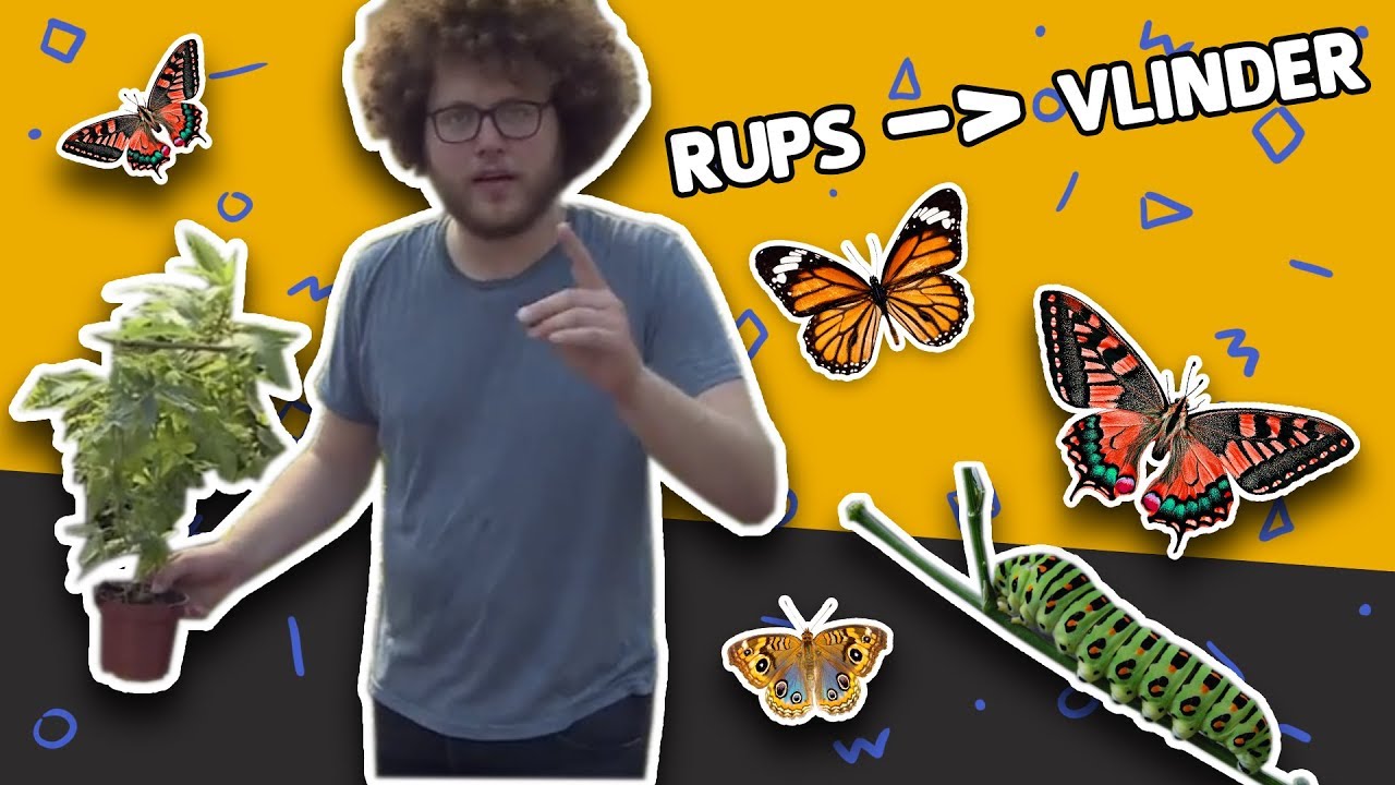 HOE WORDT EEN RUPS EEN VLINDER? // Willem Wever // #16 - YouTube - Hoe Lang Leeft Een Vlinder Gemiddeld
