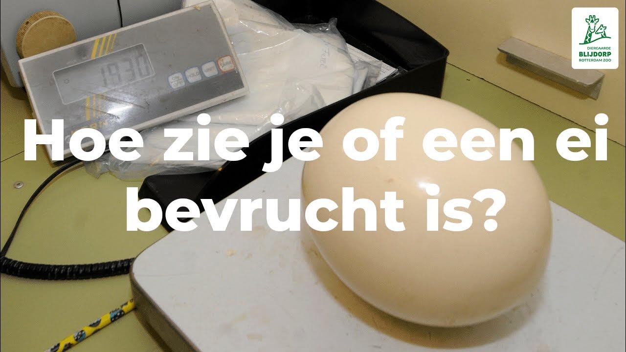 Hoe zie je of een ei bevrucht is? - YouTube - Hoe Weet Je Of Een Site Betrouwbaar Is