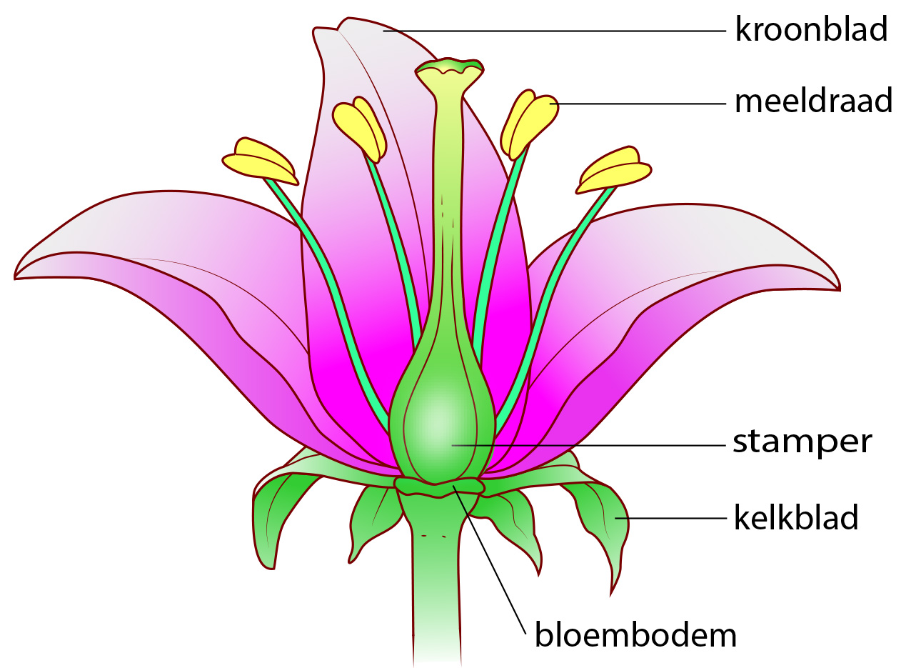 Hoe zit een bloem in elkaar? | Natuurwijzer - Welk Onderdeel Van Een Bloem Brengt Stuifmeel Voort