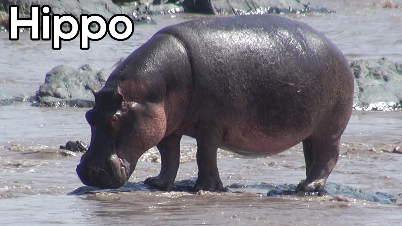 Hoe zwemmen nijlpaarden en meer - Dieren in Afrika - YouTube - Welke Dieren Kunnen Niet Zwemmen