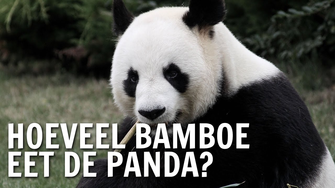 Hoeveel bamboe eet de panda? | De Buitendienst over Bamboe - YouTube - Hoeveel Rode Panda's Zijn Er Nog