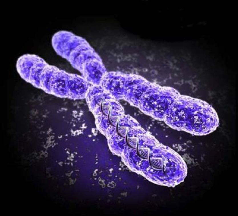 Hoeveel chromosomen heeft de mens? - Yoors - Hoeveel Chromosomen Heeft Een Aardappel