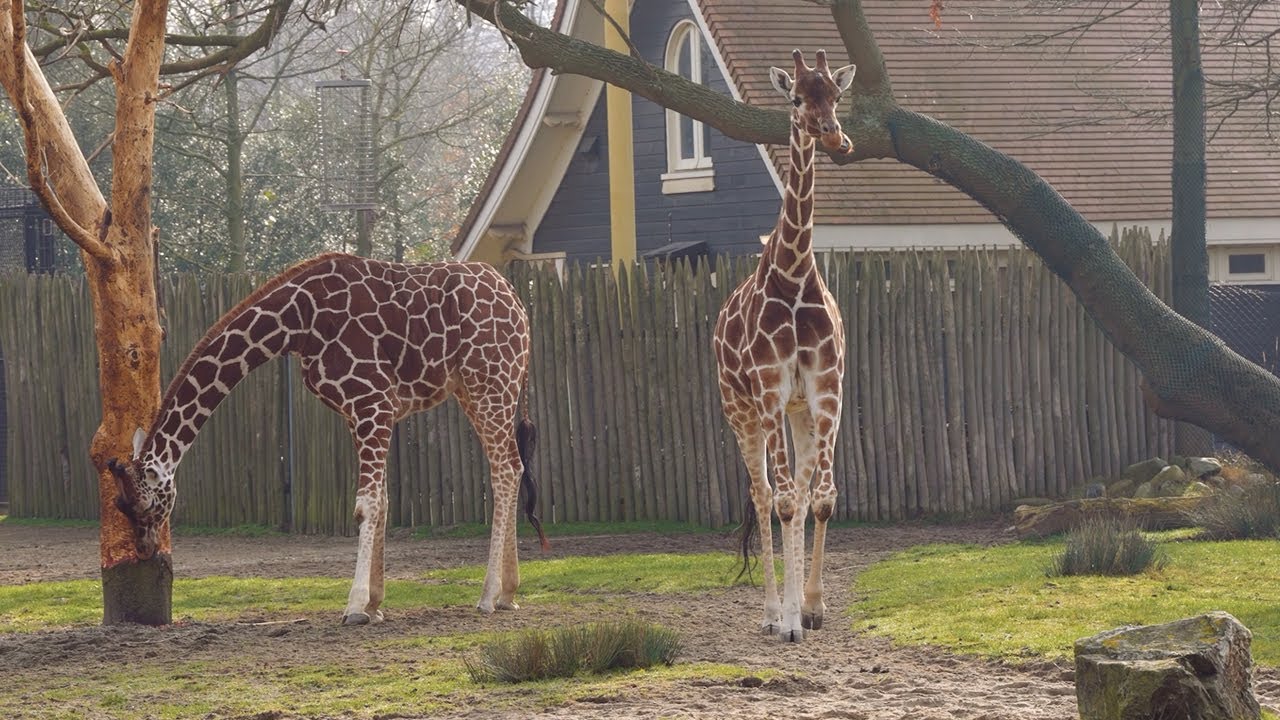 Hoeveel dieren leven er in Blijdorp? - YouTube - Hoeveel Mensen Leven Onder De Armoedegrens