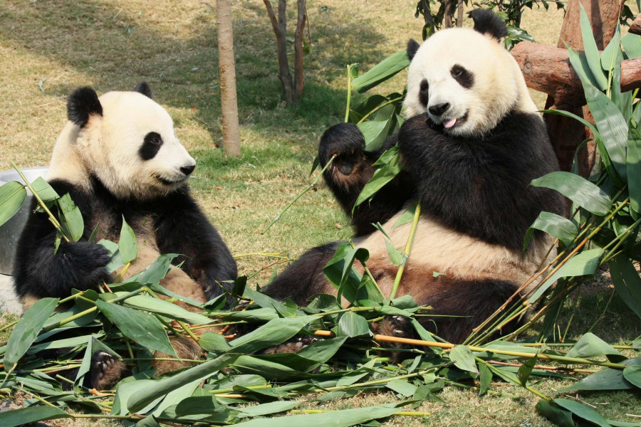 Hoeveel Dierentuinen Zijn Er In Nederland