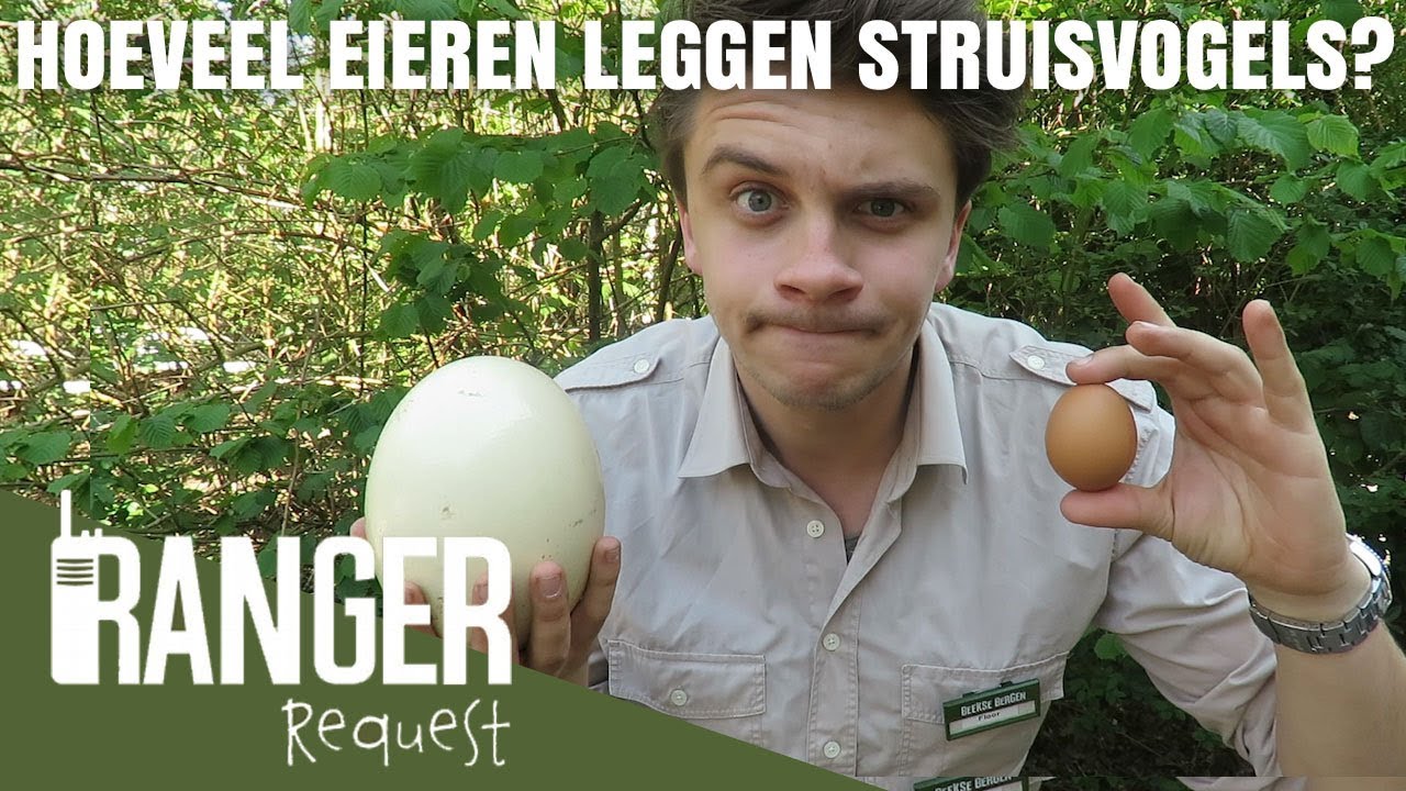 HOEVEEL EIEREN LEGGEN STRUISVOGELS? | Ranger Request - YouTube - Hoeveel Eieren Legt Een Ooievaar