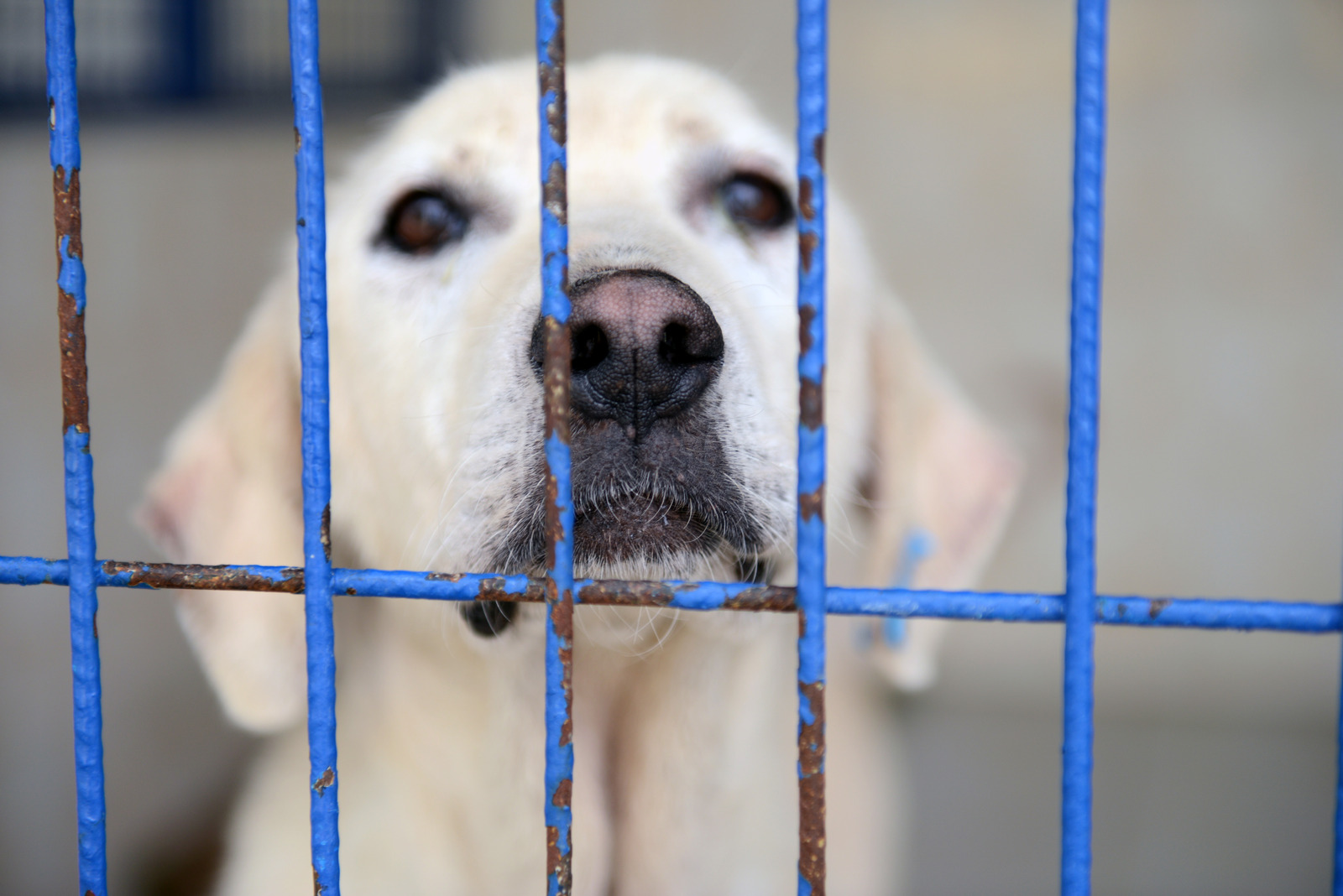 Hoeveel kost een hond uit het asiel? - Just Russel - Asiel Aanvragen In Eerste Land