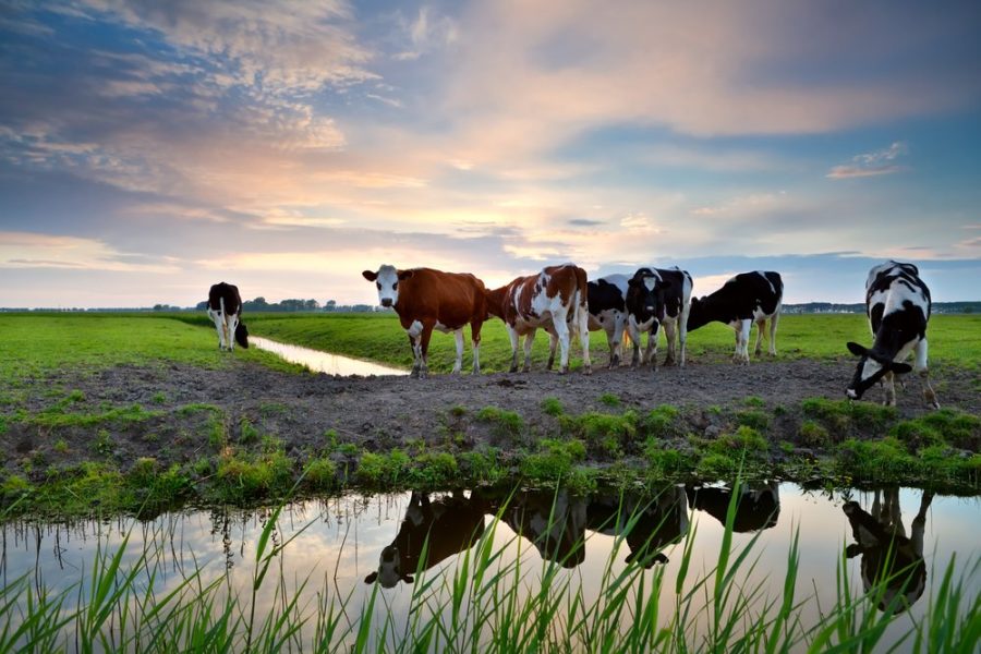 Hoeveel magen heeft een koe? - The Daily Milk - Hoeveel Magen Heeft Een Koe