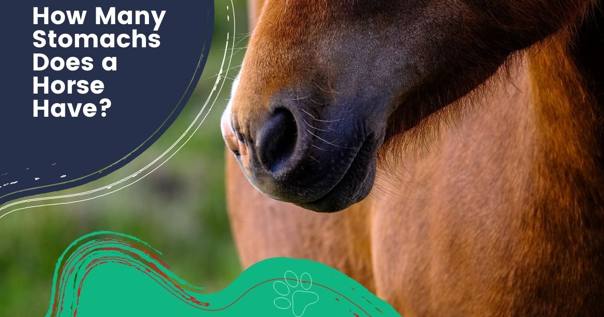 Hoeveel Magen Heeft Een Paard