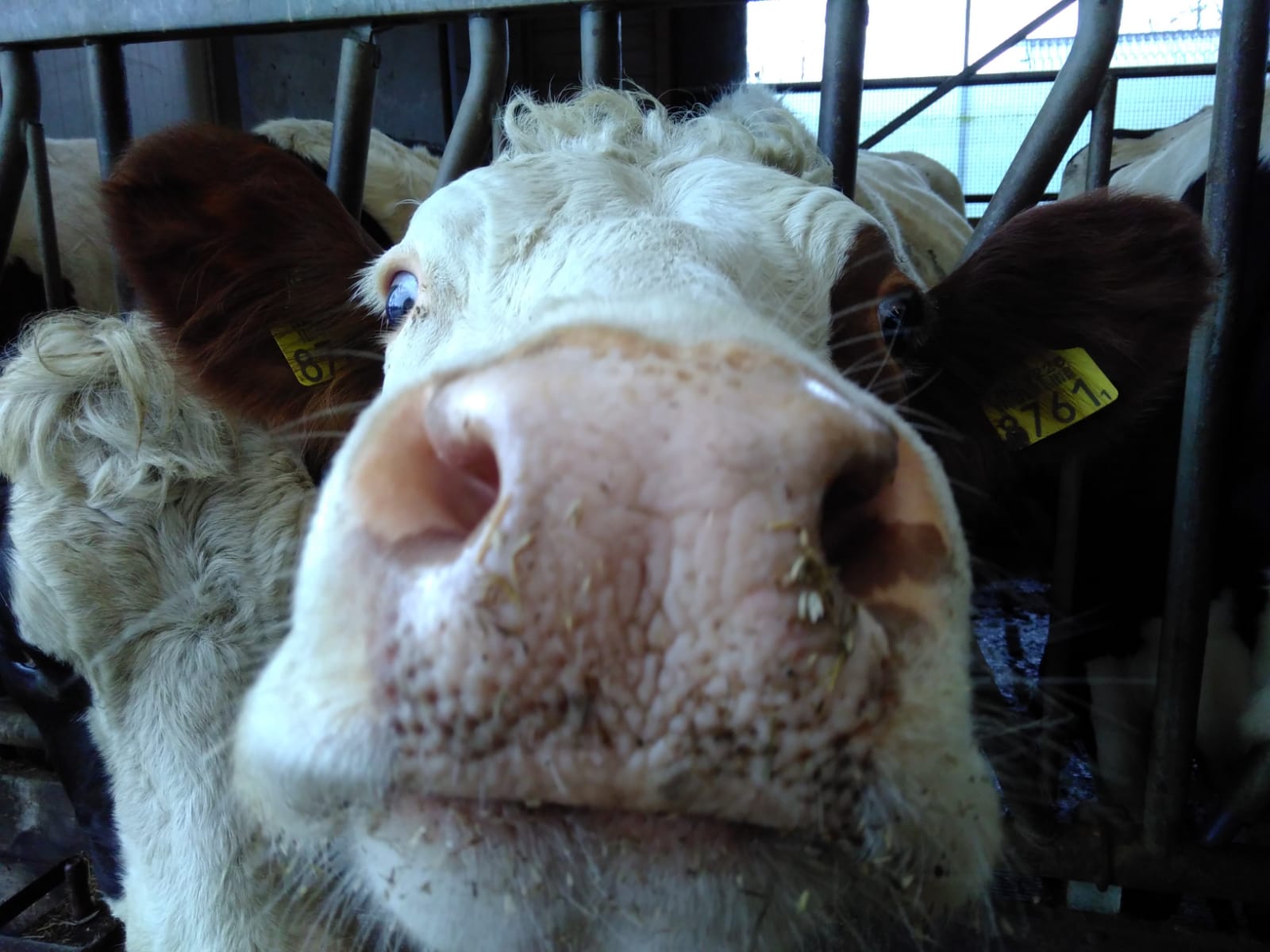 Hoeveel Melk Geeft Een Koe
