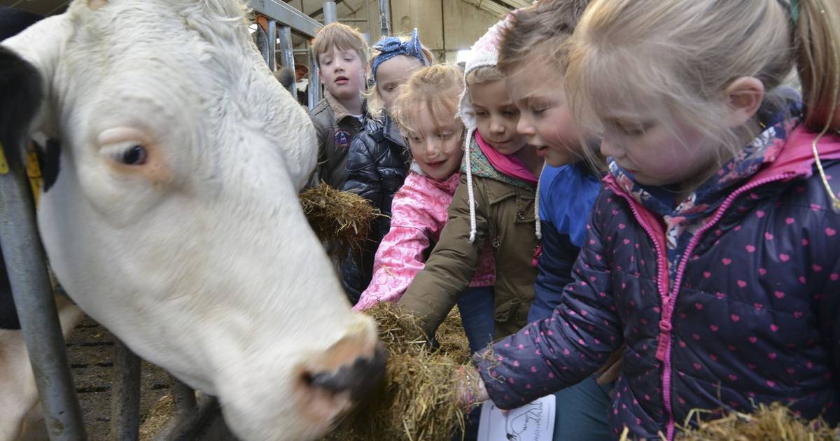 Hoeveel melk geeft een koe? | Utrecht | AD.nl - Hoeveel Melk Geeft Een Koe