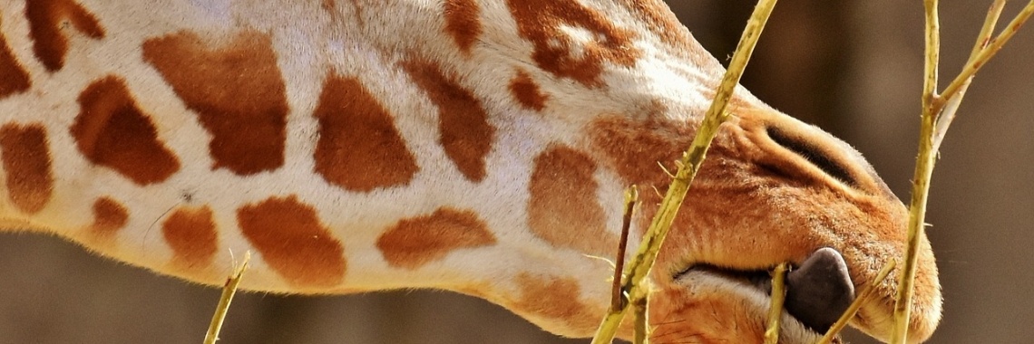Hoeveel nekwervels heeft een giraffe? - Yoors - Hoeveel Nekwervels Heeft Een Mens