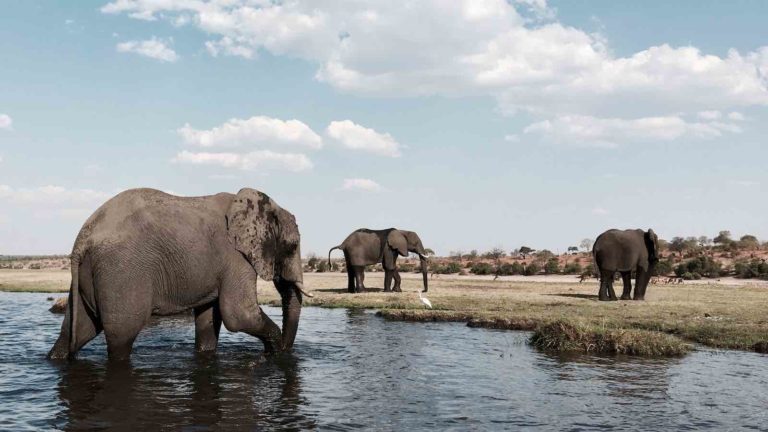 Hoeveel Afrikaanse Olifanten Leven Er Nog In Het Wild
