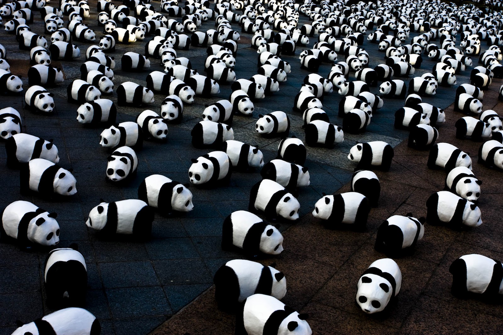 Hoeveel Panda's Zijn Er - 1600x1066 Wallpaper - teahub.io - Hoeveel Panda's Zijn Er In Nederland