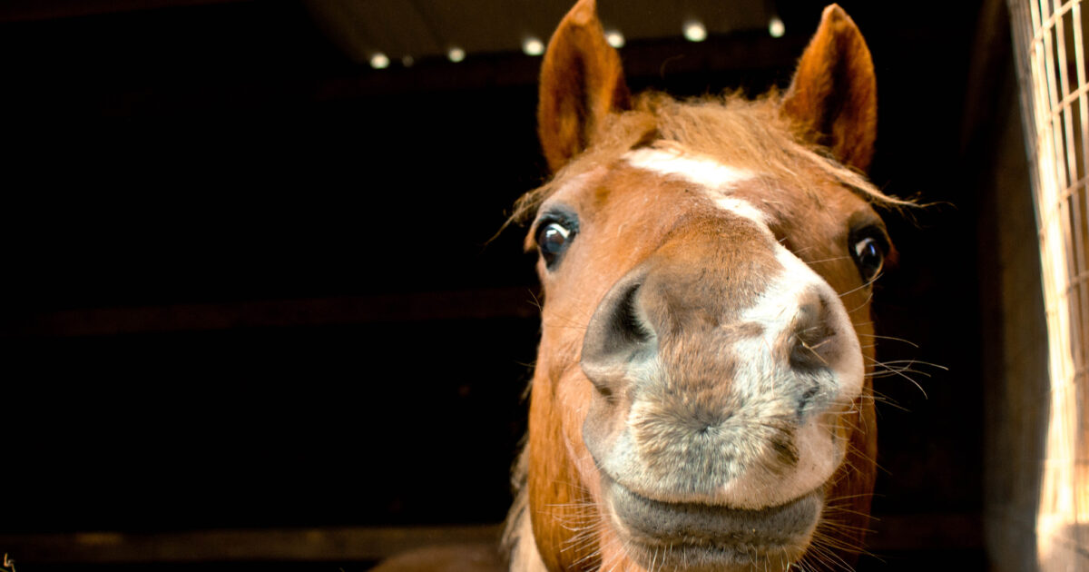 Hoeveel Pk Heeft Een Paard - Richlifeinsiders.com - Hoeveel Pk Heeft Een Paard