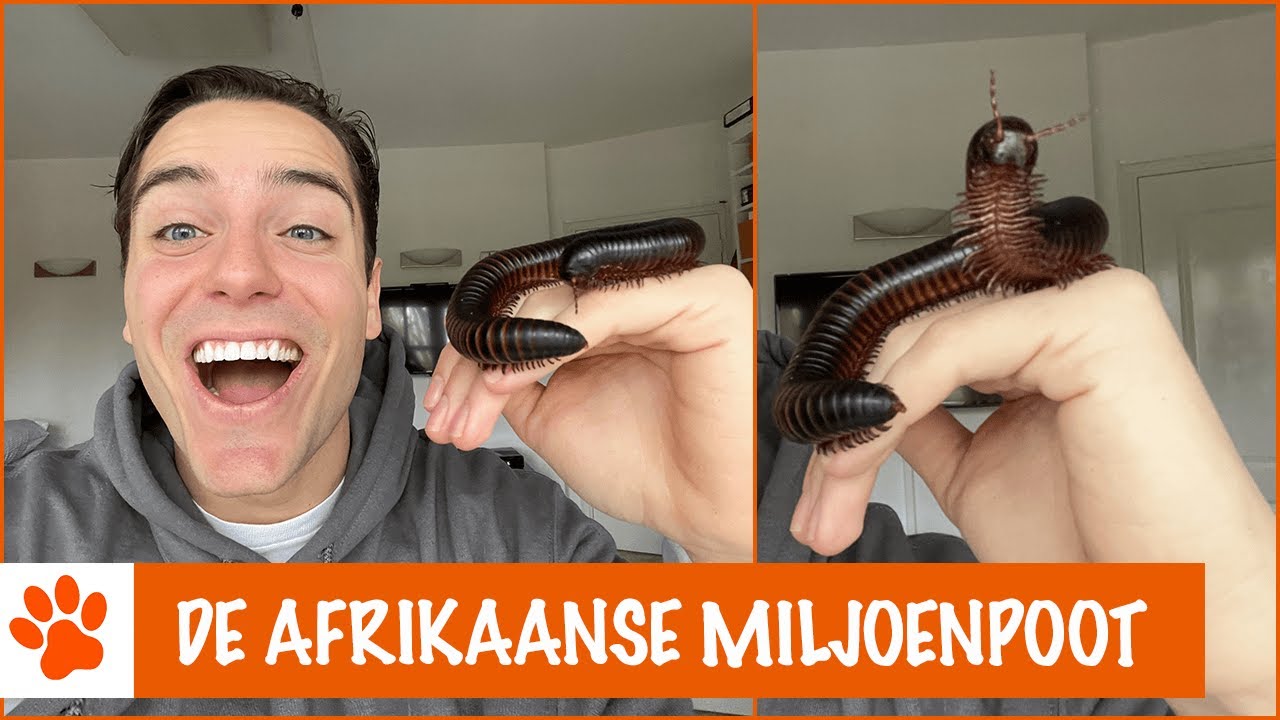 Hoeveel poten heeft een miljoenpoot?!| DierenpraatTV - YouTube - Hoeveel Poten Heeft Een Lieveheersbeestje