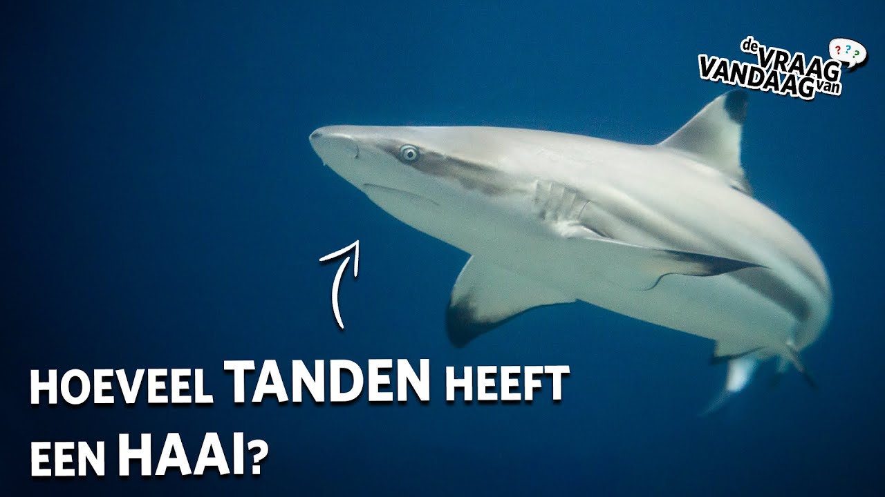 Hoeveel TANDEN heeft een HAAI? 🦈 | De Vraag Van Vandaag - YouTube - Hoeveel Botten In Een Hand