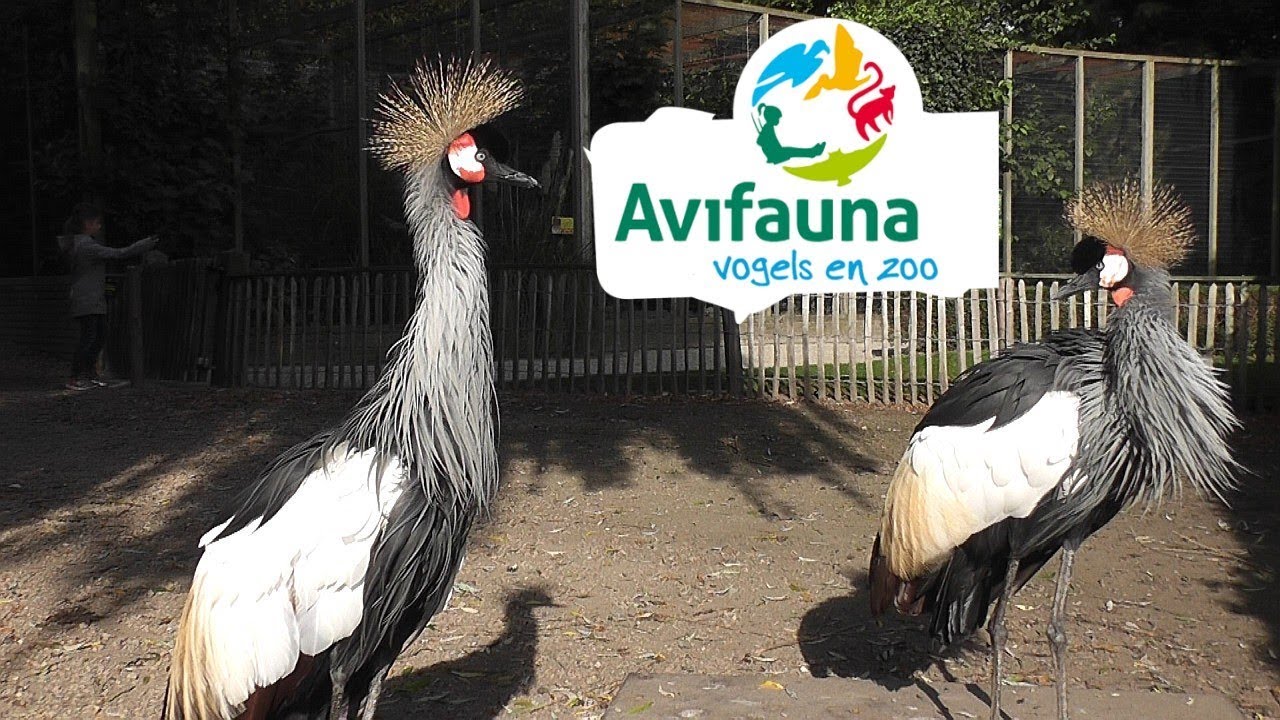 HOLLAND: Avifauna Bird Park - Alphen aan den Rijn - YouTube - Vogelpark Avifauna Hoorn Alphen Aan Den Rijn