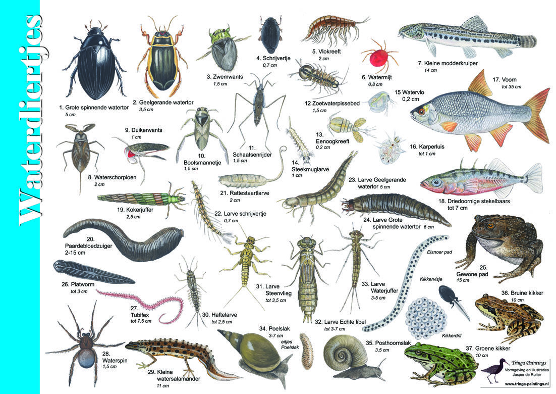 Home - Jasper de Ruiter | Dieren, Natuur, Waterdieren - Kunnen Slakken Onder Water Ademen