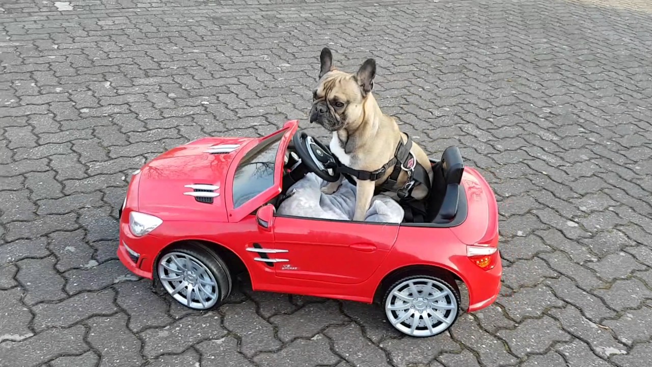 Hond In Auto Met Raam Open
