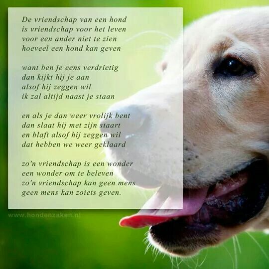 Honden liefde | Honden, Hondenliefhebbers, Honden gedichten - Uit Het Leven Van Een Hond Samenvatting