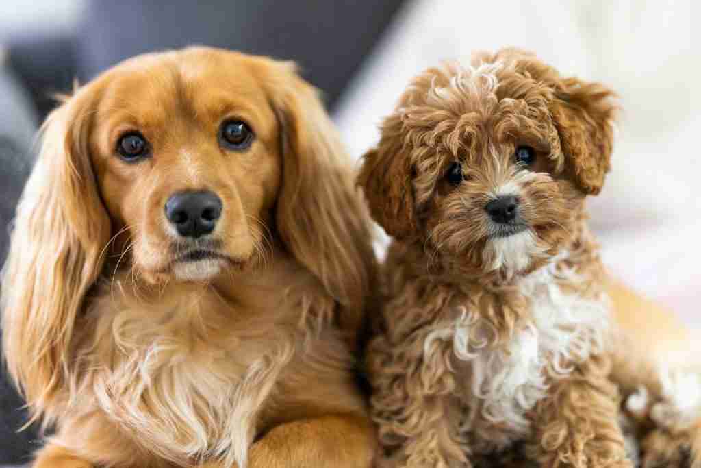 Hondenras - upwoof - Hoeveel Soorten Honden Zijn Er