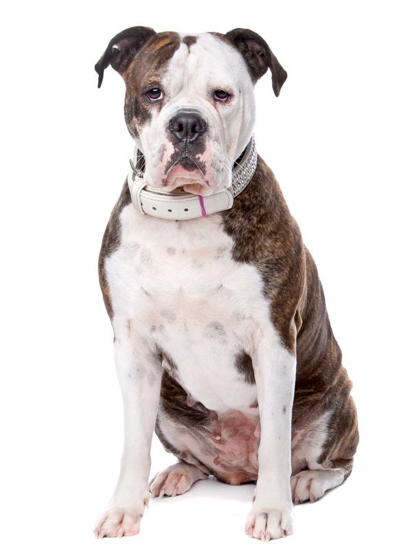 Hoe Oud Wordt Een Amerikaanse Bulldog