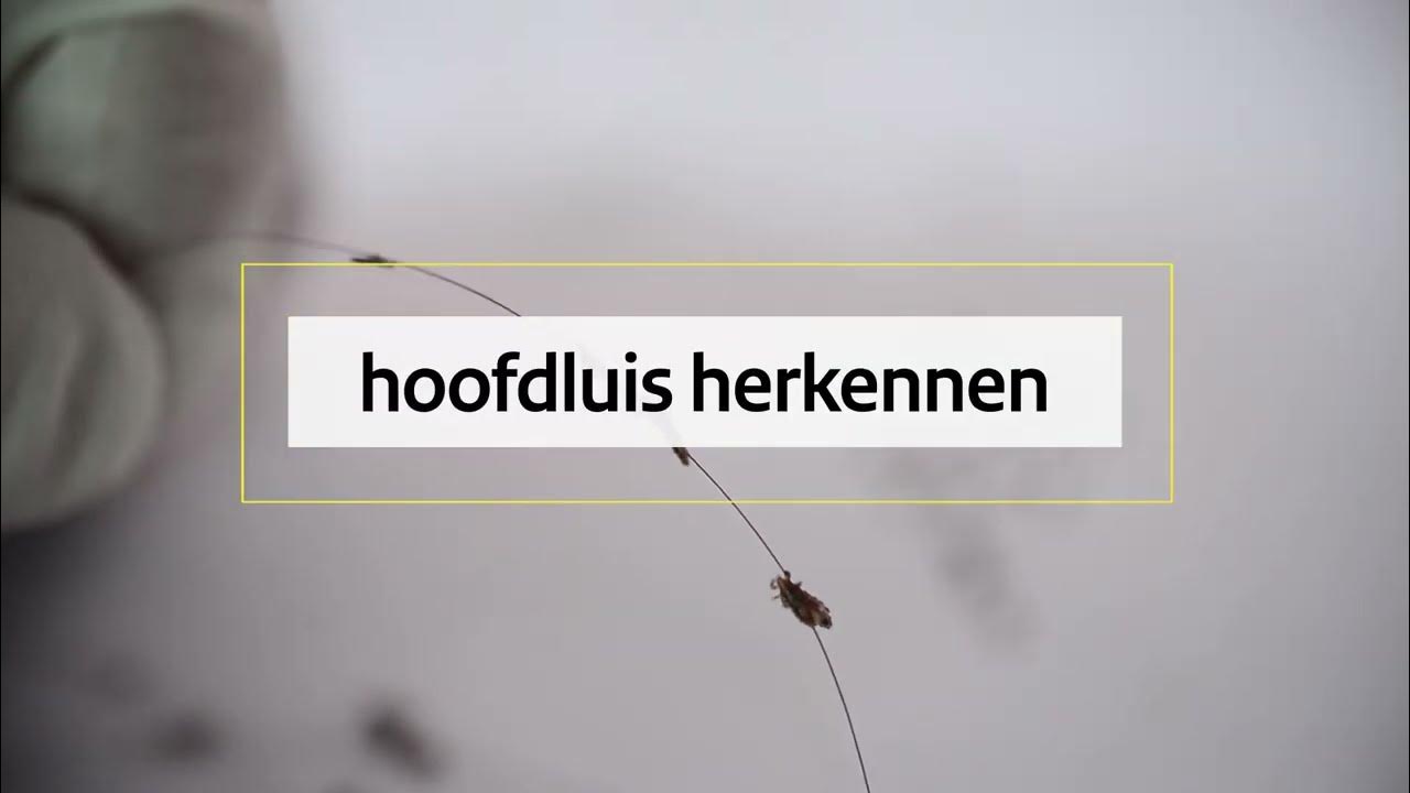 Hoe Loop Je Nierschade Op