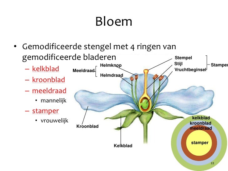 Hoofdstuk 21 - Audesirk - Draad In Een Bloem Waar Stuifmeel Op Zit