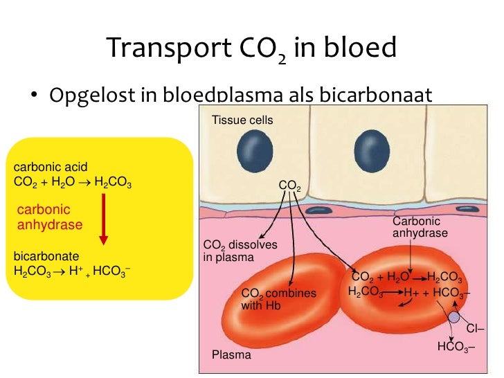 Hoofdstuk 32 - Audesirk - Gevolgen Teveel Co2 In Bloed