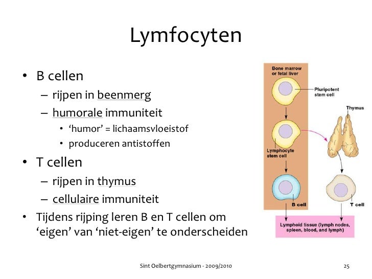 Hoofdstuk 36 - Audesirk - Wat Als Lymfocyten Te Laag Zijn
