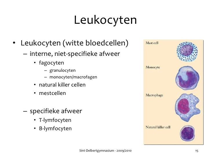 Hoofdstuk 36 - Audesirk - Neutrofielen Te Hoog Lymfocyten Te Laag