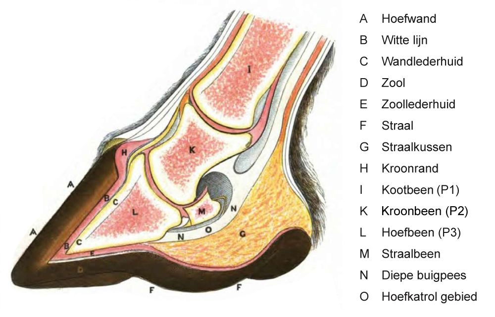 Horse anatomy, Horses, Horses and dogs - Waar Zit Het Si Gewricht