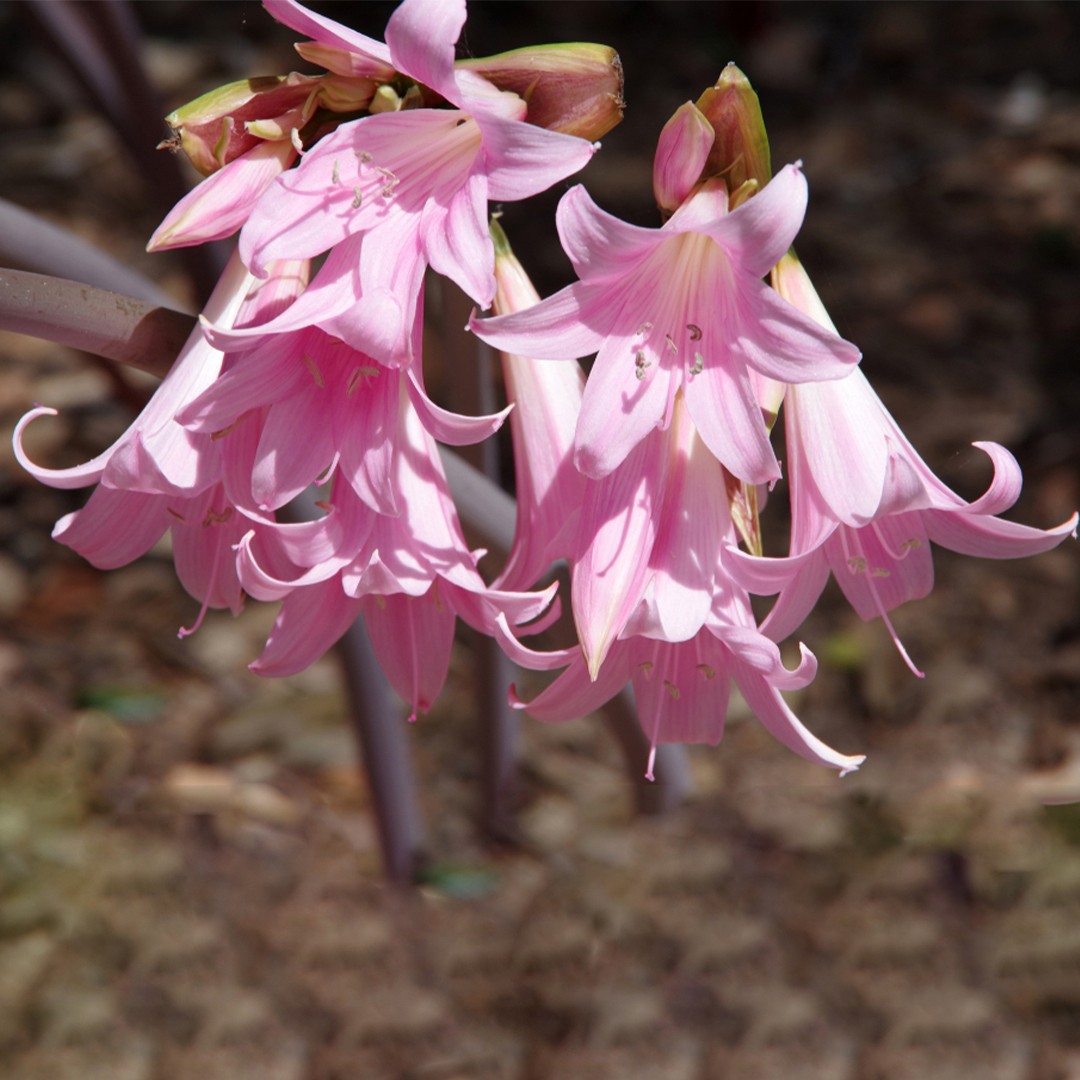 How do you store belladonna lily bulbs? - Welke Plant Wordt Ook Wel Belladonna Genoemd
