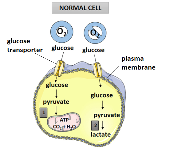 How does Glucose Enter the Cell? - Waar Wordt Glucose Gemaakt In Het Lichaam