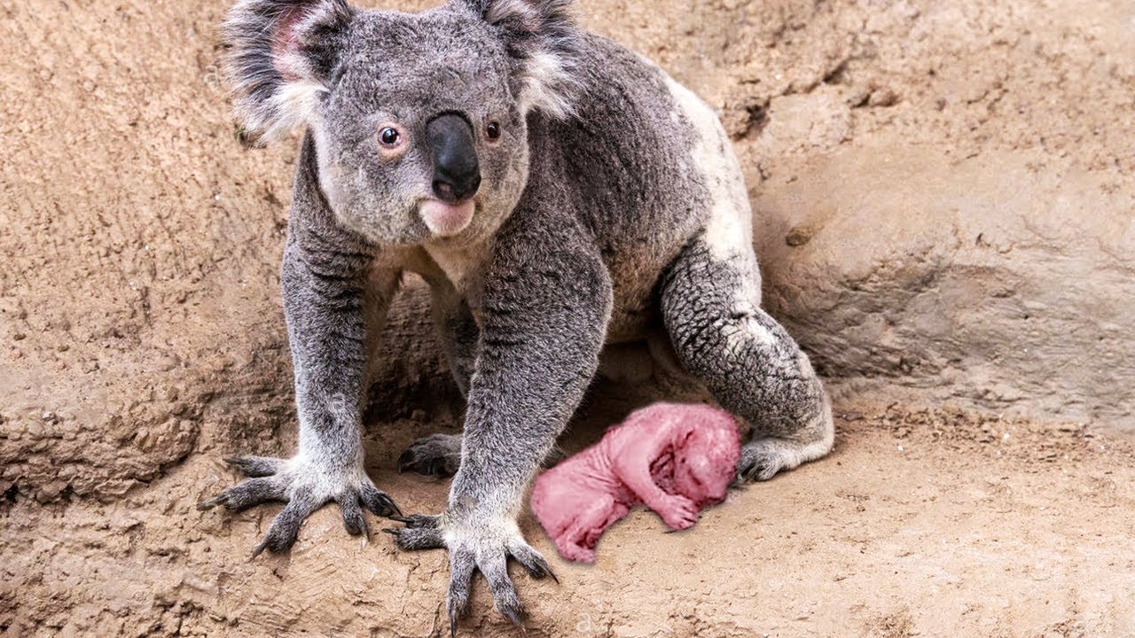 Hoeveel Baby's Worden Er Per Dag Geboren